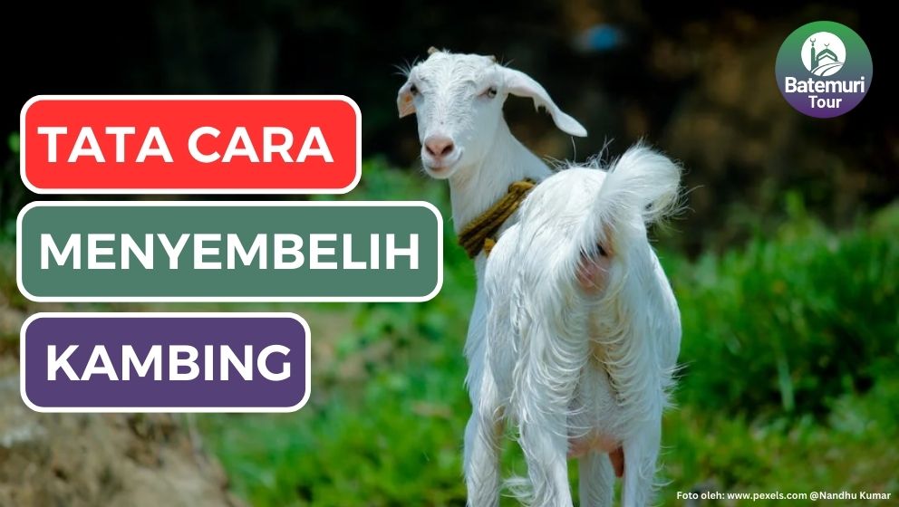 Jangan Salah Lagi!!! Berikut Tata Cara Menyembelih Kambing yang Benar